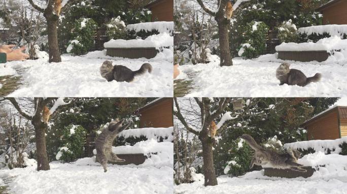 在雪地里玩耍的猫咪