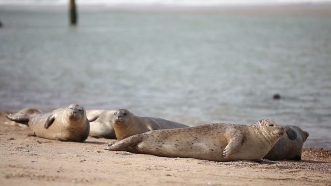 英国诺福克霍斯海滩上的海豹