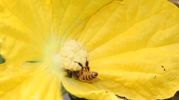 蜂与花