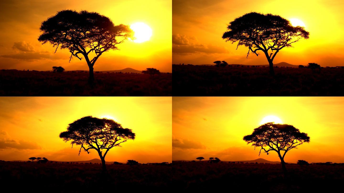 太阳从热带草原荒野的相思树剪影后升起