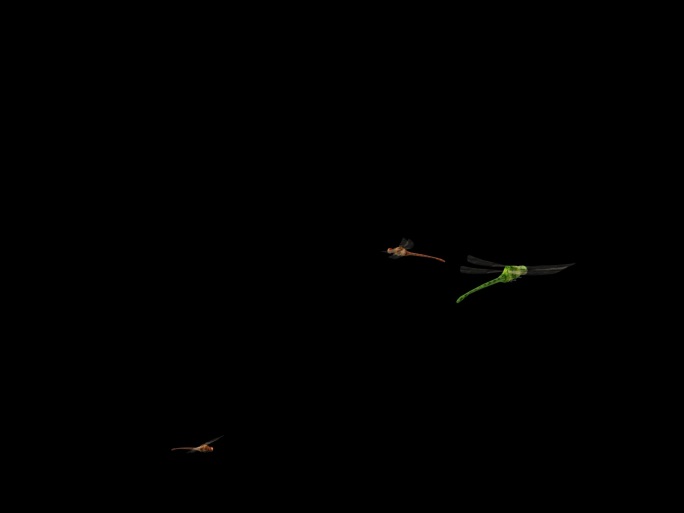 三维动画蜻蜓带通道
