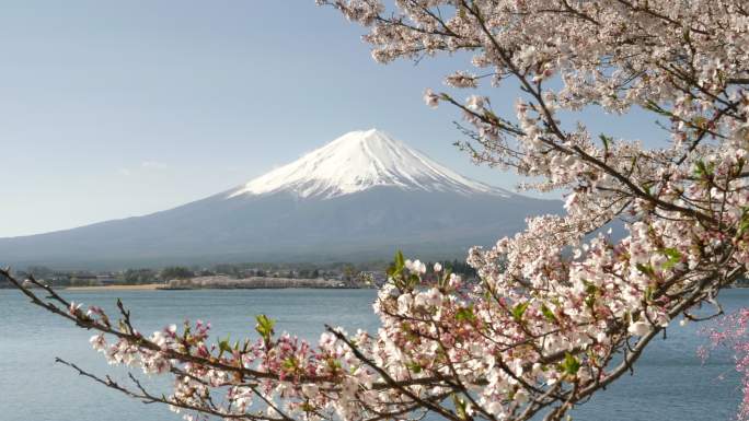 富士山附近盛开的樱花