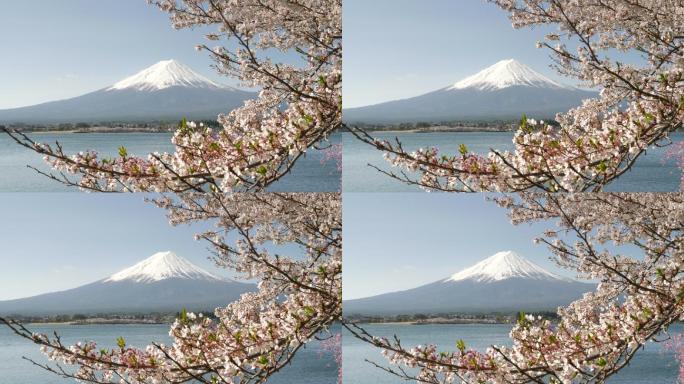 富士山附近盛开的樱花