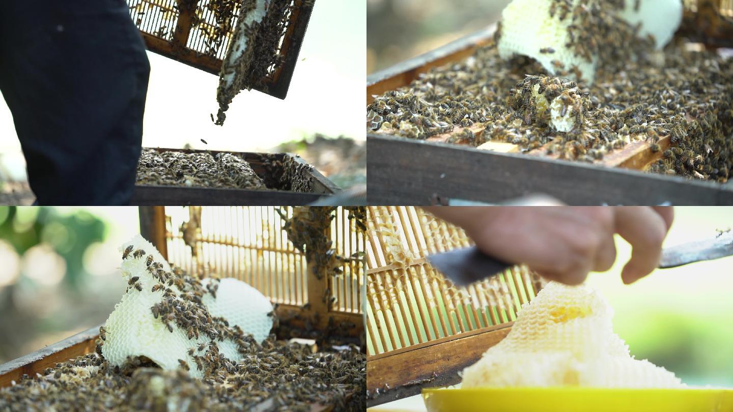 养蜂人 蜂蜜 蜜蜂 蜜蜂养殖