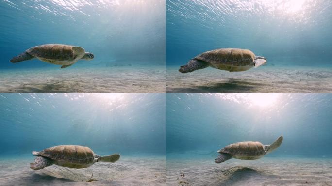 绿海龟在珊瑚礁的浅水区游泳
