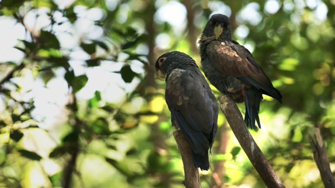 厄瓜多尔公园里的两只青铜翅鹦鹉