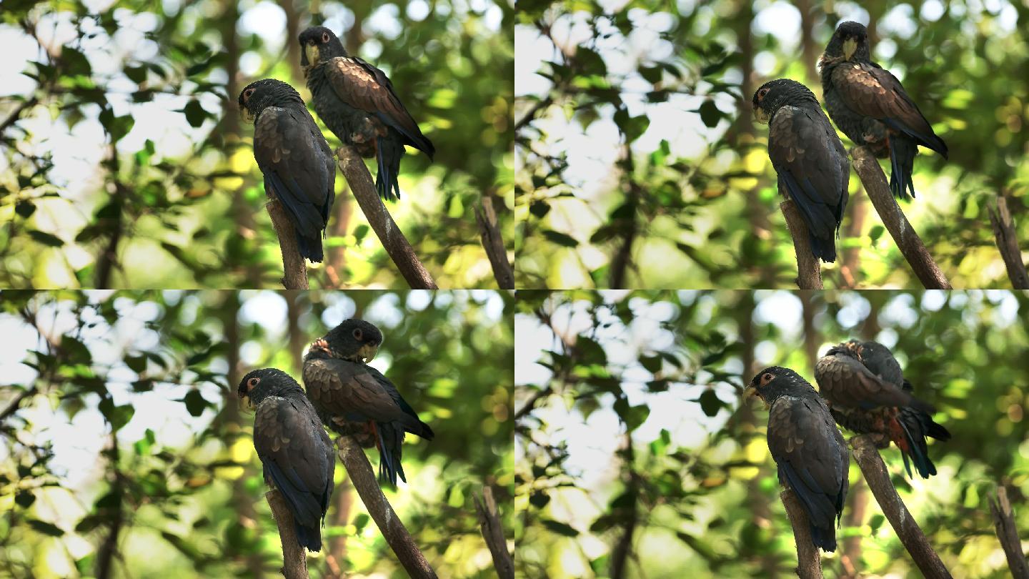 厄瓜多尔公园里的两只青铜翅鹦鹉
