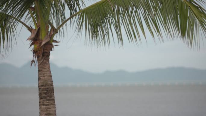 珠海海滨空镜海边沙滩行人椰树