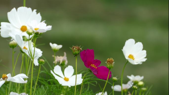 格桑花 秋英花 唯美花朵