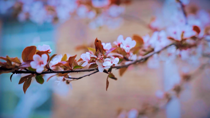 大学校园春季景色樱花迎春花