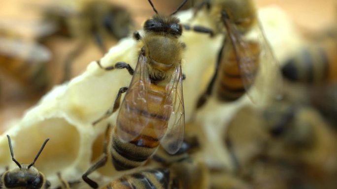 4K实拍养蜂场蜂蜜