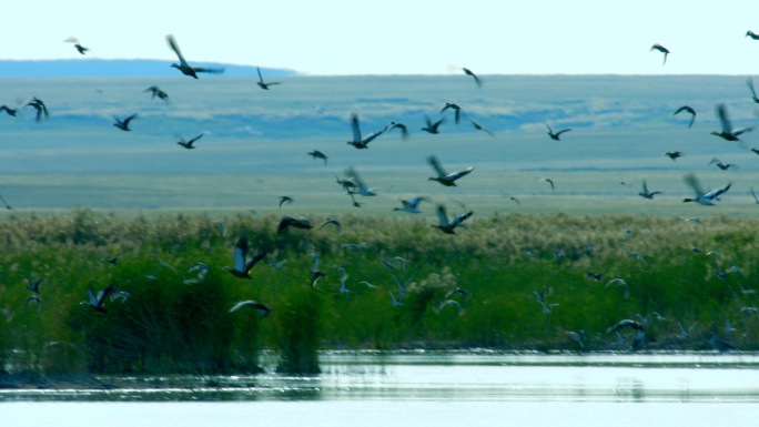 4K-湿地-鸟群起飞