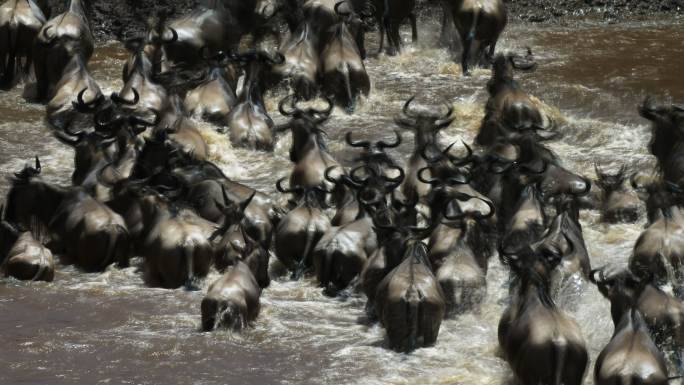 角马穿越马拉河狩猎旅游野生动物保护区