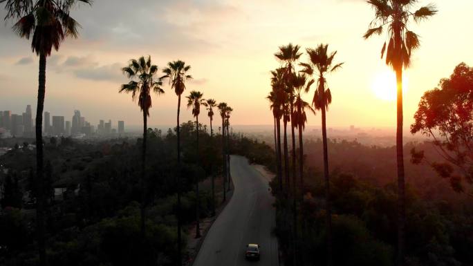 洛杉矶日落中的棕榈树