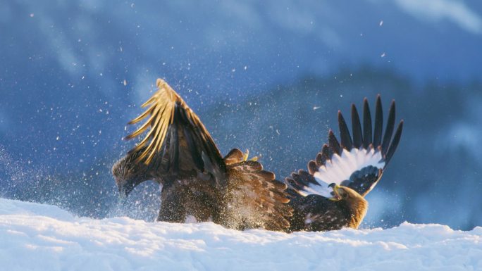 冬天山里两只大鹰之间的残暴搏斗