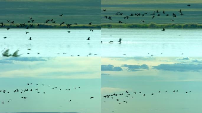 4K-鸟群起飞-湿地