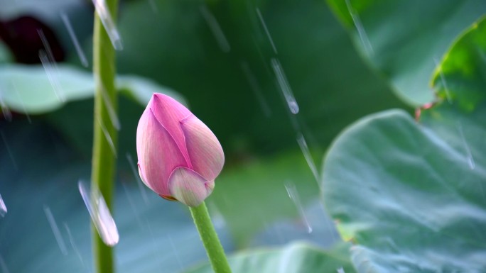 雨中荷花