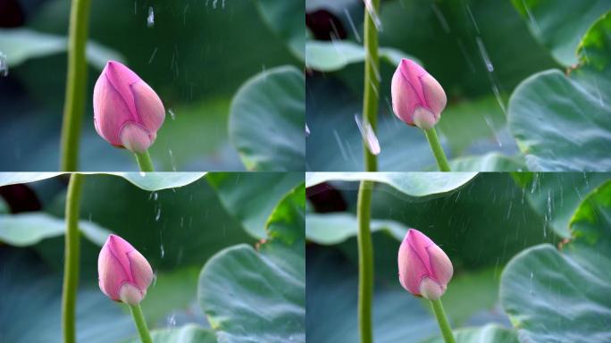 雨中荷花