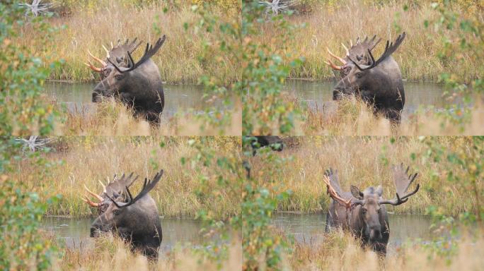 公麋鹿在一条小溪附近觅食