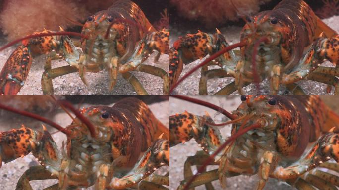 龙虾特写镜头海洋美食虾类美食活虾