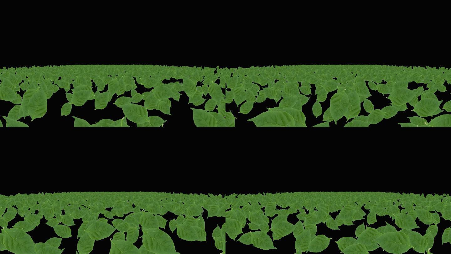 树叶粒子海冲屏幕视频