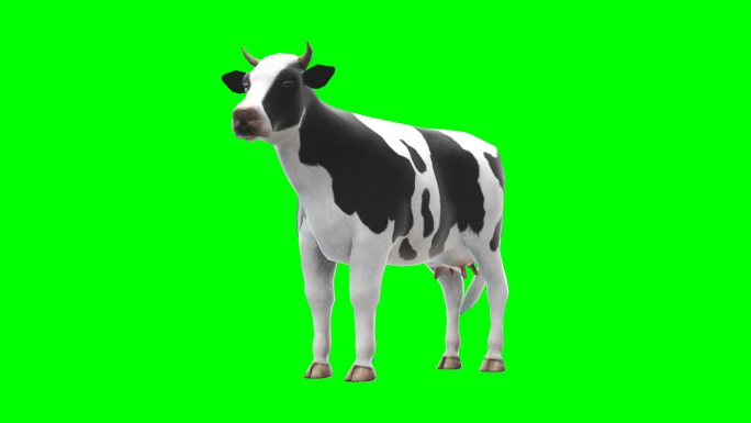 奶牛抠像绿布绿幕抠图视频新西兰