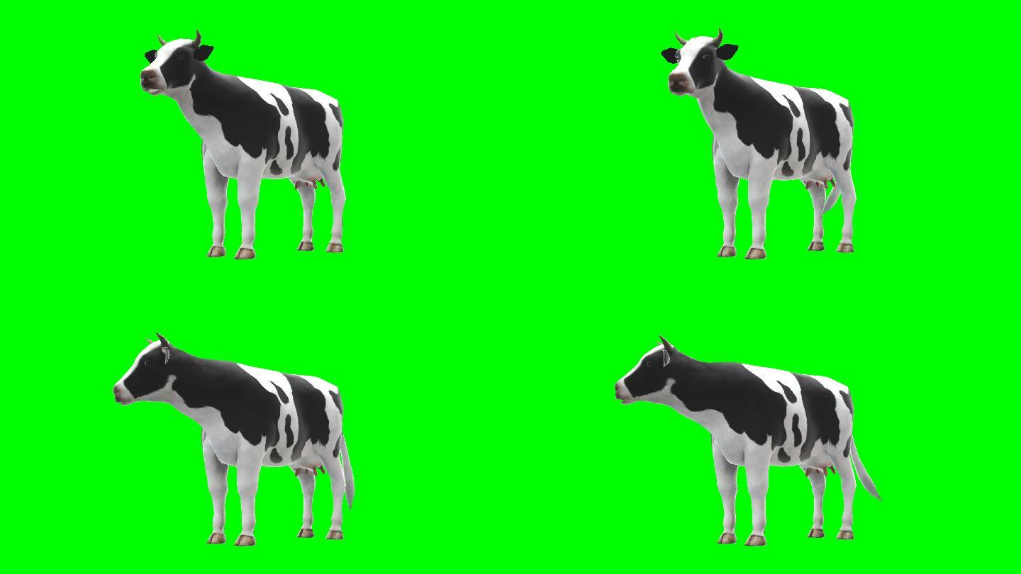 奶牛抠像绿布绿幕抠图视频新西兰
