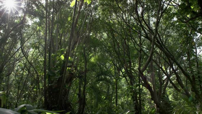 热带雨林里的乔木和灌木