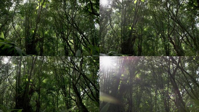 热带雨林里的乔木和灌木