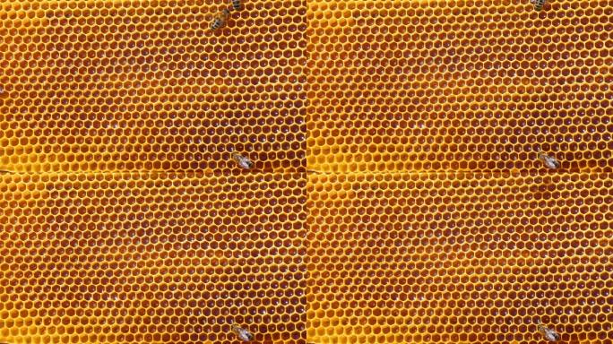 蜂巢里的蜜蜂