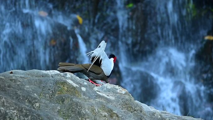 林中仙子：国家二级保护动物、广东省鸟白鹇