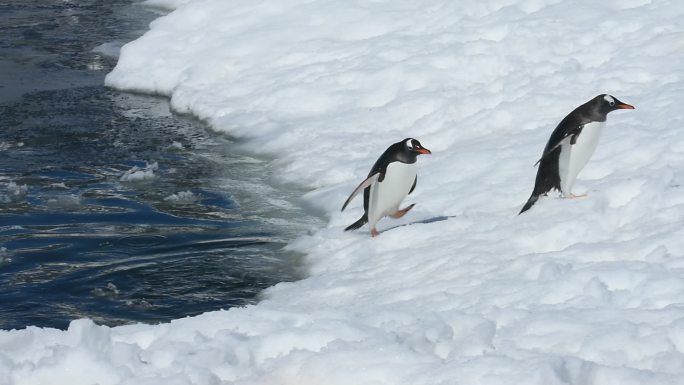 企鹅从水里跳到雪地上。
