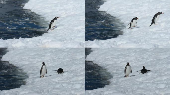 企鹅从水里跳到雪地上。
