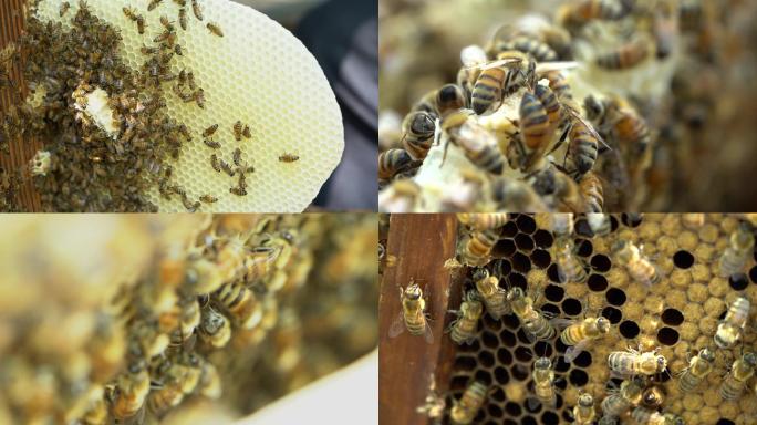 4K实拍蜂农养蜜蜂 蜂蜜