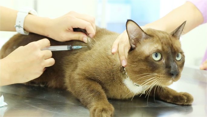 猫咪接种疫苗