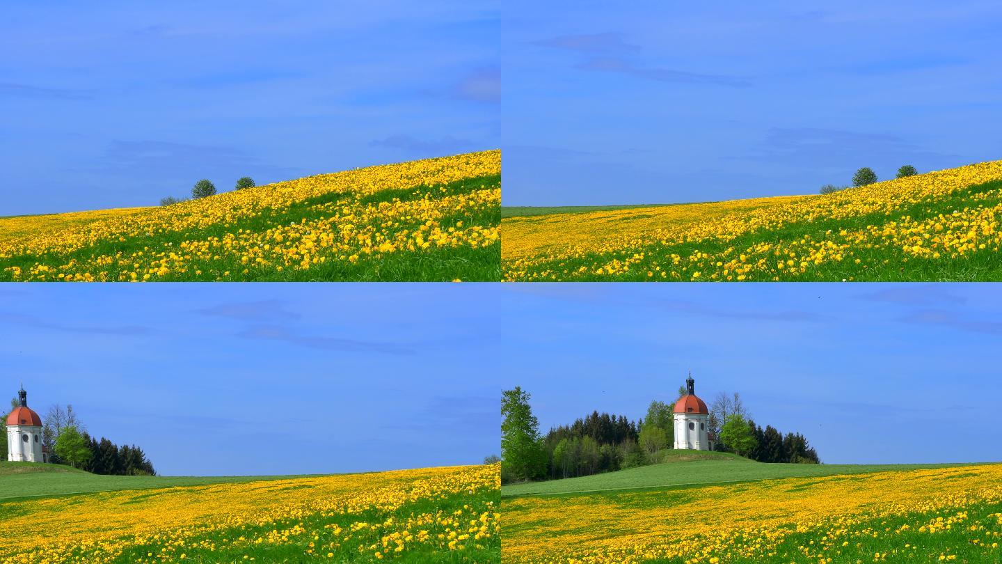 草原上的黄色花朵景观