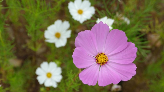 格桑花 秋英花  唯美花朵