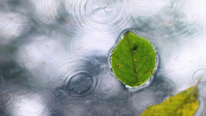 树林里的雨天