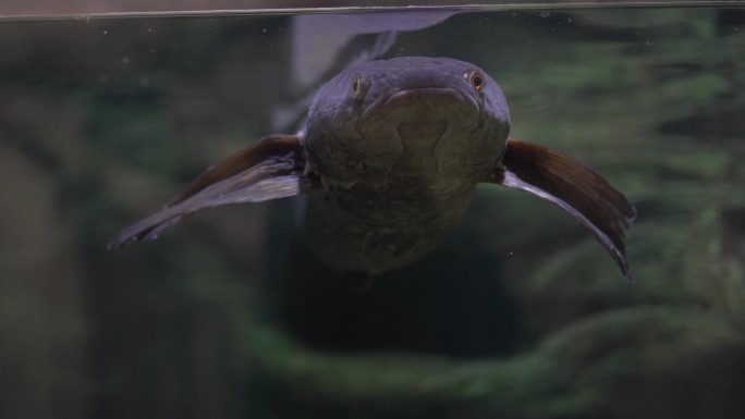 在水族馆里，鱼漂浮在水下。