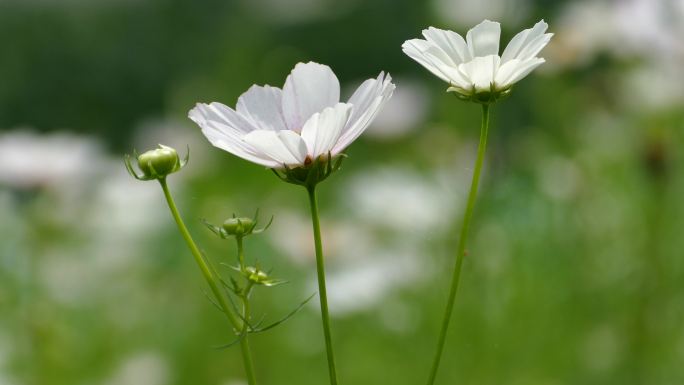 格桑花  唯美花朵 秋英花