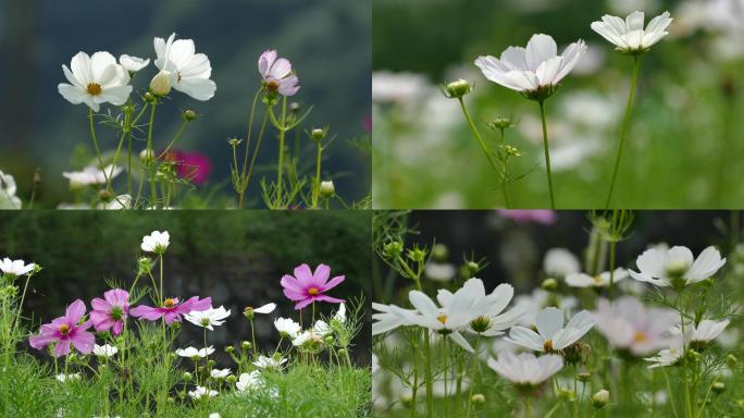 格桑花  唯美花朵 秋英花