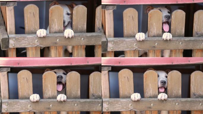 木笼里可怜的白狗