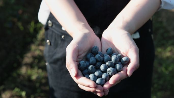 亚洲妇女在农场展示蓝莓