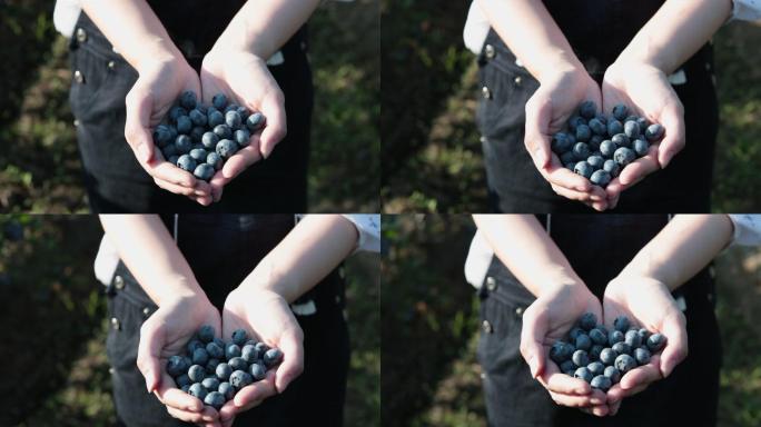亚洲妇女在农场展示蓝莓