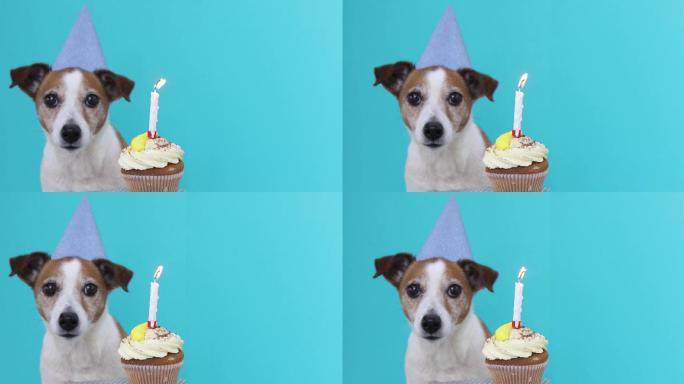 带派对帽和生日蛋糕的可爱小狗