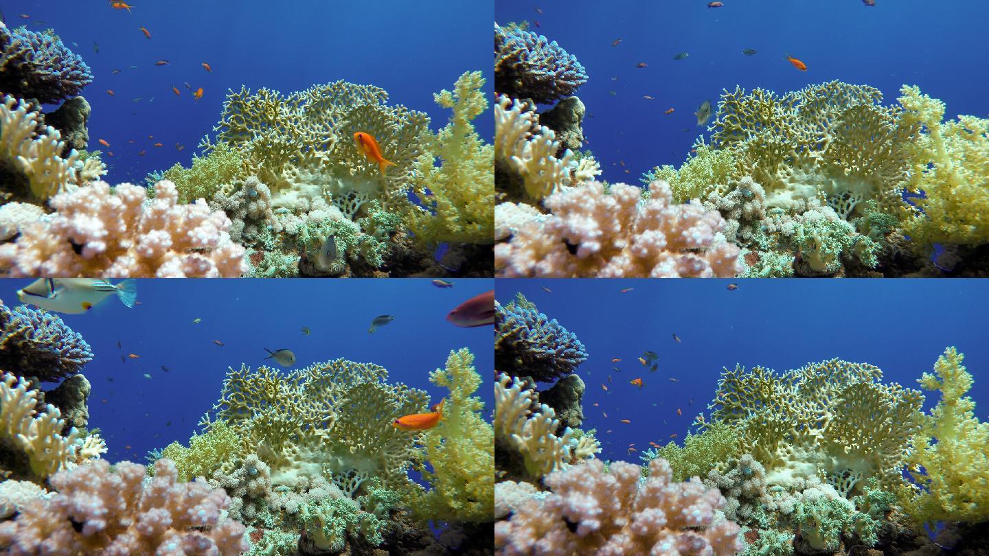 珊瑚和热带鱼。海底珊瑚礁海洋生态热带鱼
