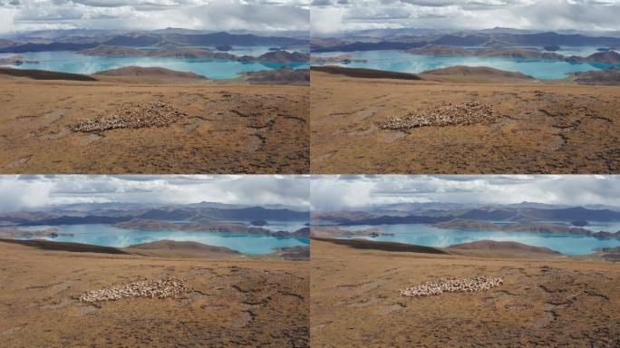 4k西藏羊湖羊群航拍nankek原创
