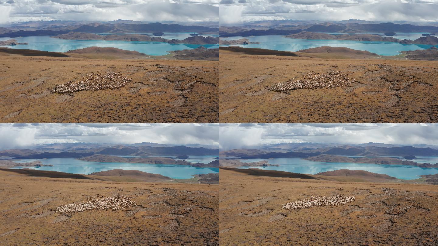 4k西藏羊湖羊群航拍nankek原创