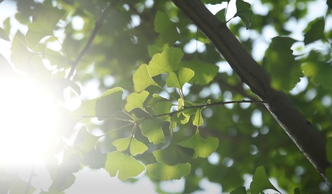 唯美小清新阳光植物树叶银杏叶夏天空镜头
