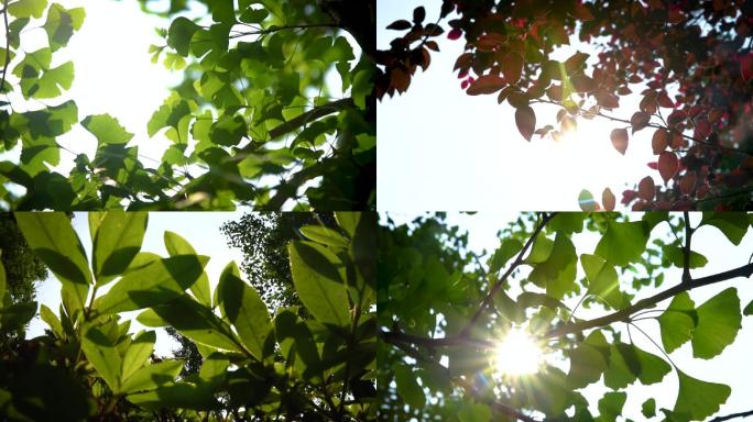 唯美小清新阳光植物树叶银杏叶夏天空镜头